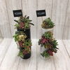 多肉植物の寄せ植え「ミニ盆栽　多肉植物の寄せ植え」