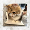 「【まいぷれ編集者のスイーツ】福知山KATASHIMA」