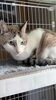 モモ君「8月ホテルご利用お客様②【⠀札幌市 北区 catbeard キャットビヤード】」