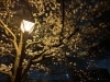 「会社の近所の桜が満開でした♪」