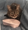 猫ちゃん達も 心穏やかにお留守番が出来ます「お留守番中の猫ちゃんもご褒美タイム!忙しい毎日を応援します」