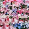 鉢植えギフト「【はなやホック皆生店】母の日ギフト」