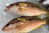 「魚魚市場鮮魚コーナーおすすめは「島根県産甘エビ」です♪」