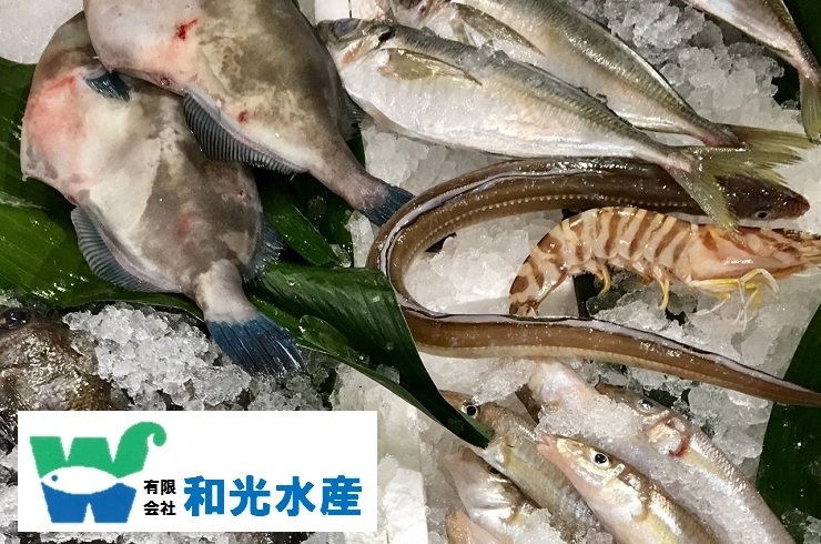 「有限会社 和光水産（わこうすいさん）」品質と鮮度の良い魚をお届けします！！