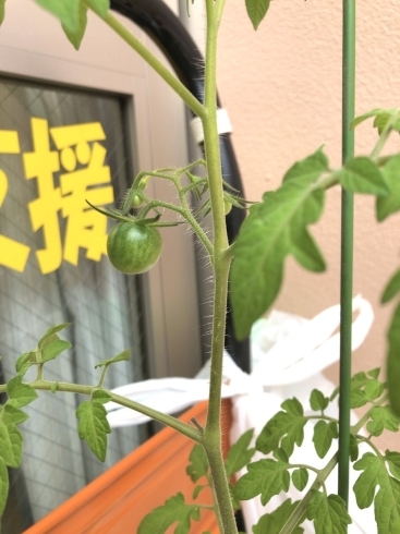 とまと2「トマトくん成長中」