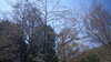 キャンプ場内の桜はうっすらピンクがあるような？「大佐山の桜情報」