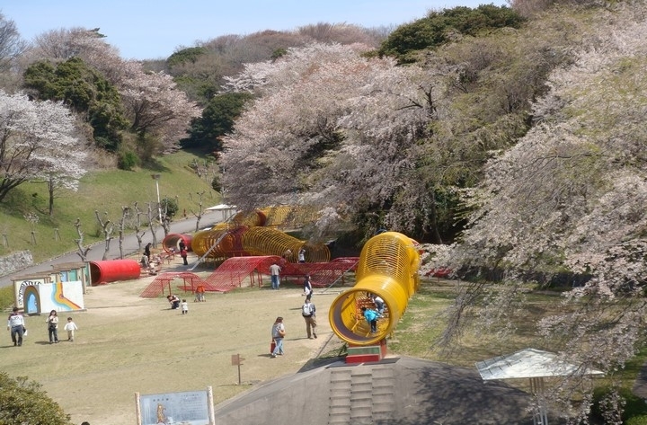 約1万本という圧倒的な本数の桜を楽しめます