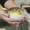 とらふぐてっちりコース(11月～２月)