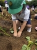 「年長さん秋の収穫を楽しみに植えました！」