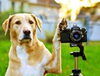 「プロのお見合い写真！」