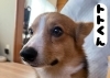 「保護犬猫団体【にくきゅうライフ】🐶🐱」