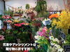 「お花で暮らしに彩りを！魚沼市の佐藤花店さん、季節のお花たくさん入荷しています。」