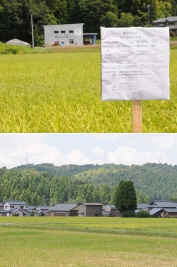 福井県永平寺の契約農家の栽培風景です。「かねひろ米穀店」