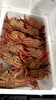 毛ガニ「カニ解禁　　【村上市最大の魚介類専門店　新鮮鮮魚　お土産ももりだくさん　岩船港の魚は美味しいよ】」