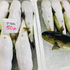 「魚魚市場鮮魚コーナーおすすめは「クロ・シビマグロ」です♪」
