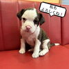 「ボストンテリアの男の子４匹 デビューしました！」