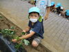 「さつまいもの苗を植えました」