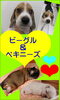 「仔犬情報!!!」