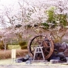 水道つつじ公園　[高岡 桜・お花見特集]