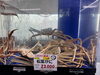 「＼1月10日（土）の松葉ガニ入荷状況｜天候不順による品薄・高騰の中、厳選の逸品を揃えました／」