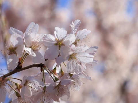 「ハルメキ」は背が低く細い枝にいっぱい花がついてます