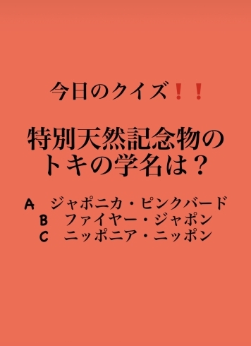 「3月6日土曜日、今日のクイズ❗❗『特別天然記念物のトキの学名は？A.ジャポニカ・ピンクバード B.ファイヤー・ジャポン C.ニッポニア・ニッポン』本日のおすすめmenu✨たたき丼…680円です。漁協の食堂で海鮮ランチはいかがでしょうか？」