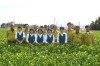 「八女美緑園製茶」安心・安全・こだわりの八女茶をお届けします！