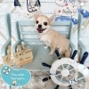 チワワ　カット「⭐️ミックス犬の価格について⭐️🐶ミックス、チワワ、トリミングのお友達⚓️」