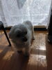 おはよう(^o^)今日もいい子に待ってるワンU*^o^*U「マルチーズくん♡ペットホテルでがんばりお留守番U*^_^*U」