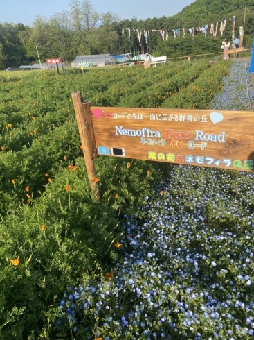 鼻高展望花の丘菜の花祭り のネモフィラがキレイです まいぷれ高崎編集部のニュース まいぷれ 高崎市 鼻高展望花の丘菜の花祭り のネモフィラがキレイです まいぷれ高崎編集部のニュース まいぷれ 高崎市