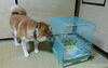 「サリーという犬の話☆」