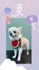 「Dog salon mofu mofu　余市町」