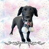 「Dog salon mofu mofu　余市町」