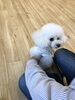 「おて」練習中のはなちゃん「ｋｏｎｉｗａｎ　^o^ 」