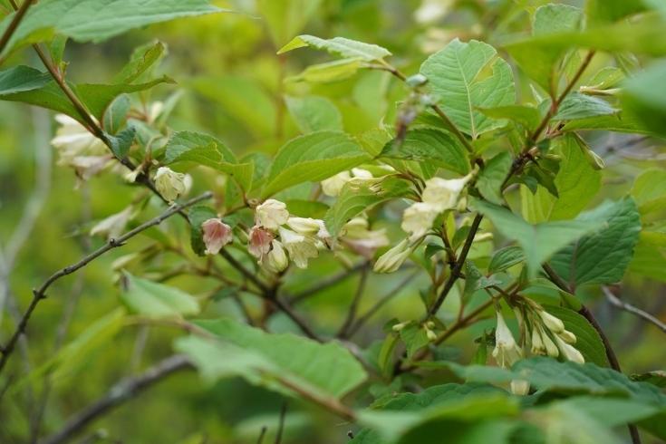 ニシキウツギ　２色の花「赤沢自然休養林　開花状況」