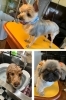 小型犬を専門にトリミングを行っています。「おうちでトリミング わんちゃんの美容室＆ホテル ムーン」