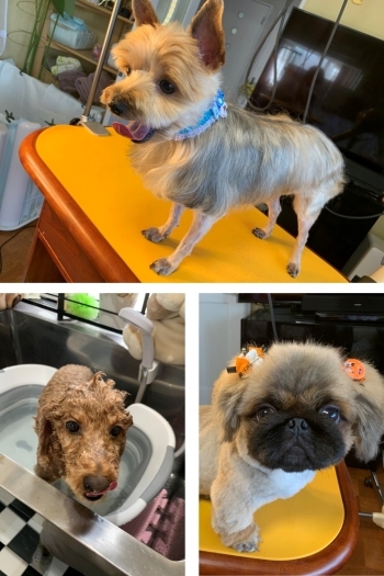 小型犬を専門にトリミングを行っています。「おうちでトリミング わんちゃんの美容室&ホテル ムーン」