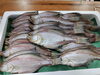 「📣本日のお魚情報🐟」