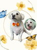「Dog salon mofu mofu　余市町」