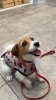 「犬に洋服は必要でしょうか？」
