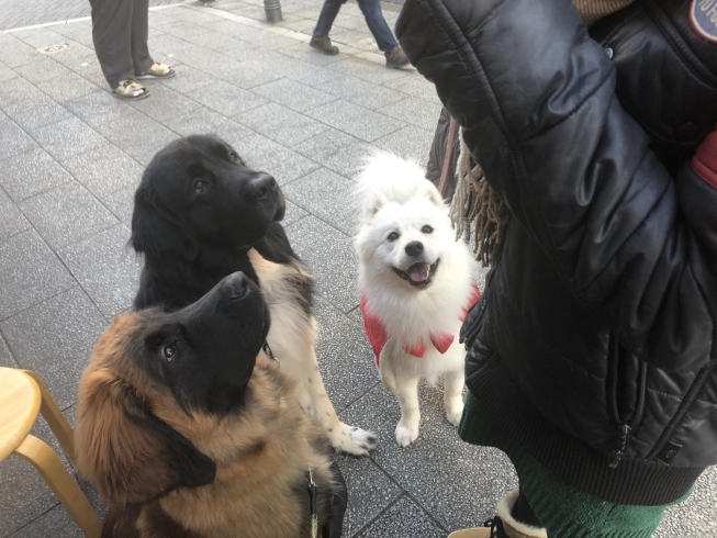 「柴又の名犬！かわいいトリプルワンちゃん♪{柴又駅近♪葛飾散歩♪昼飲み♪映える喫茶♪レトロ♪食べ歩き最高♪子連れok♪ランチ♪お持ち帰り♪テラス席♪｝」