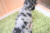「ミニチュアダックス子犬情報」