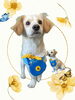「Dog salon mofu mofu　余市町」