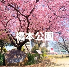 ■桜特集■【橋本公園】河津桜の名所