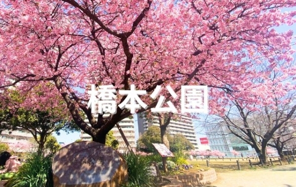 ■桜特集■【橋本公園】河津桜の名所