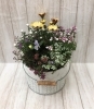 寄せ植え「春の寄せ植え　寄せカゴ」
