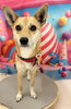 MIX犬のむぎちゃん🧸「🐶トリミング🐾」
