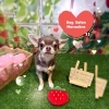 チワワ　シャンプー「🐶シュナウザー、チワワ、ミックス、トリミングのお友達🍓」