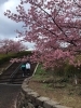 「魚魚の宿上の公園　河津桜の開花情報（2月25日）」