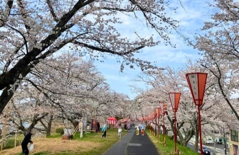 山陰島根県雲南市木次町斐伊川堤防　木次さくら祭り